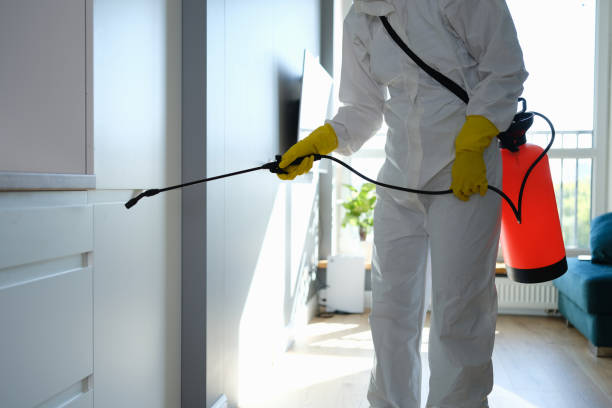 Mold Removal Process in Opelika, AL