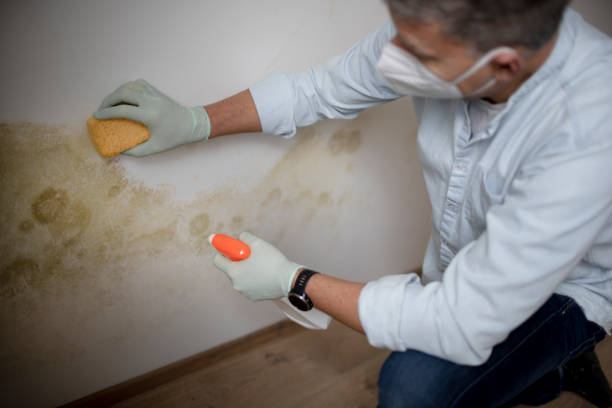 Best Attic Mold Removal  in Opelika, AL