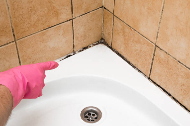 Mold Testing and Removal in Opelika, AL